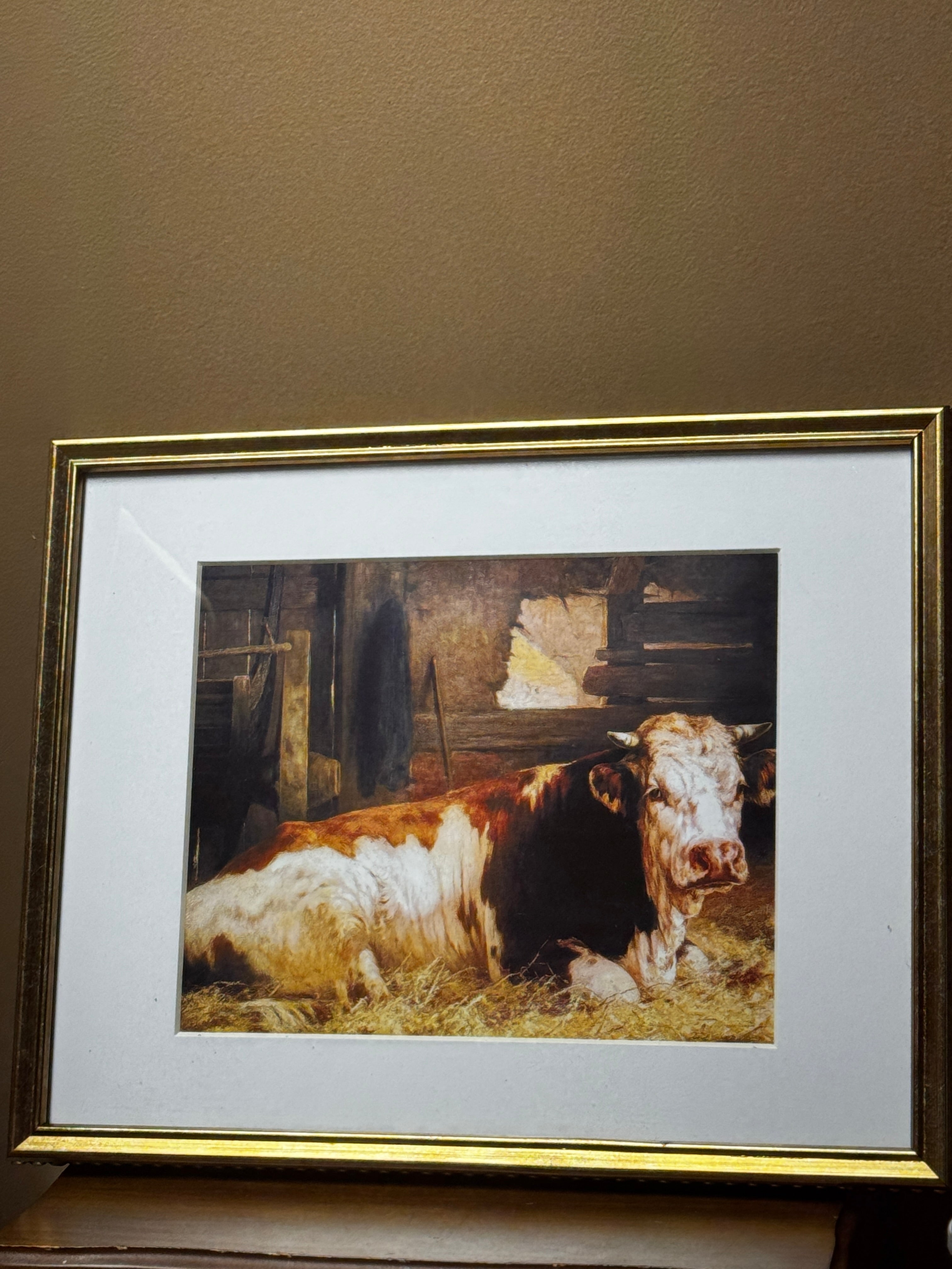 Cow Photo