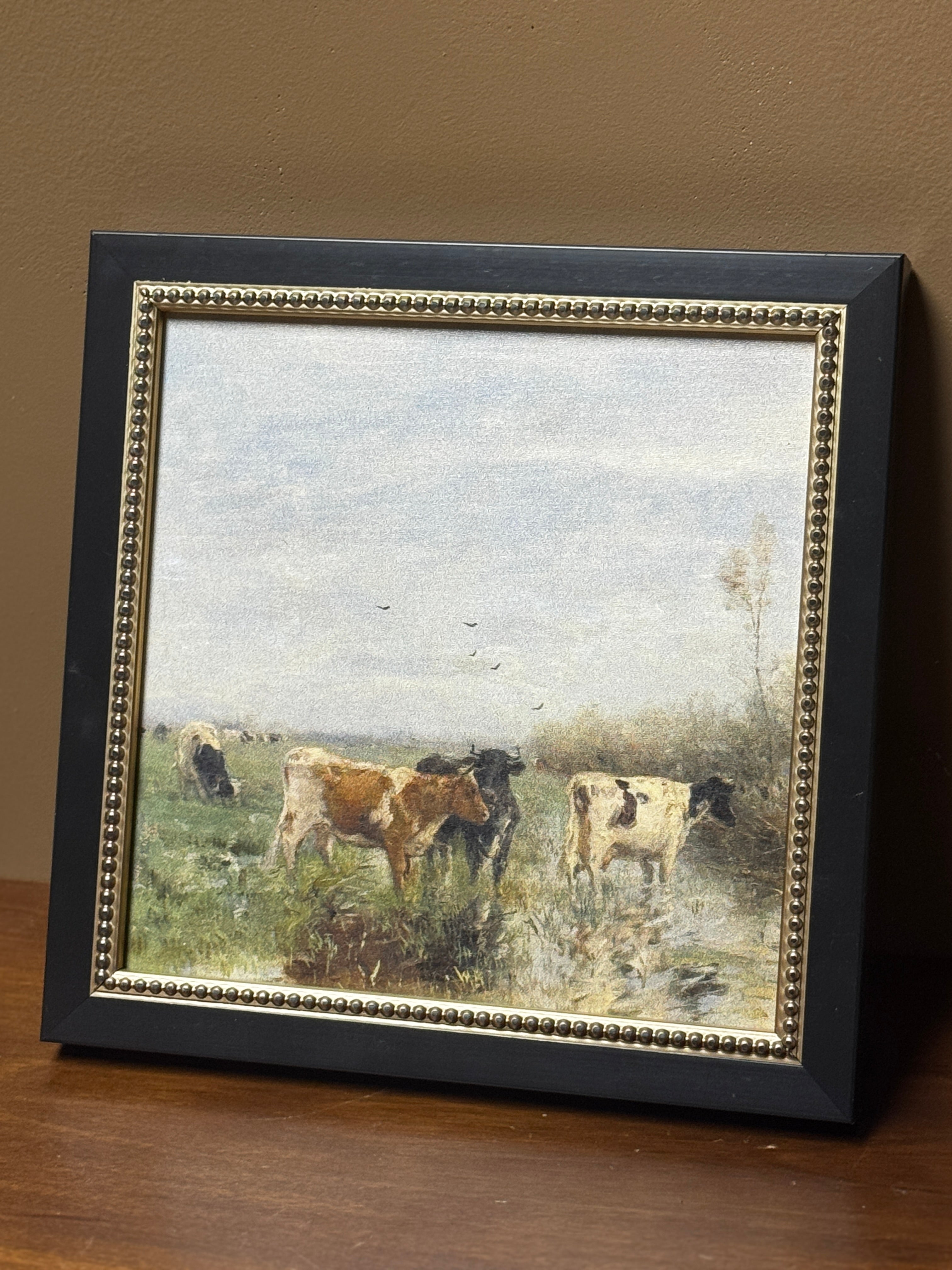 Cow Photo