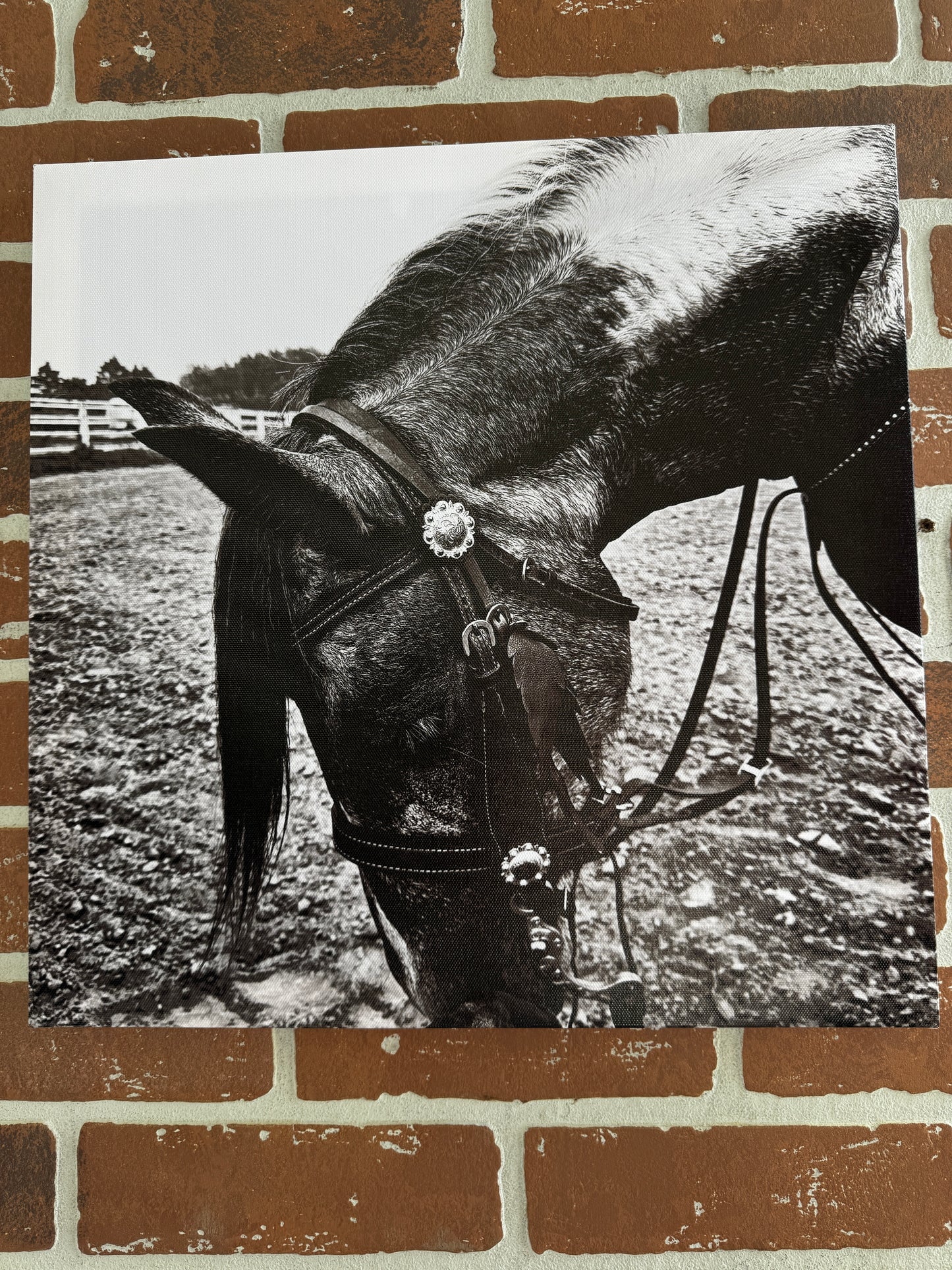 Horse Canvas Photo