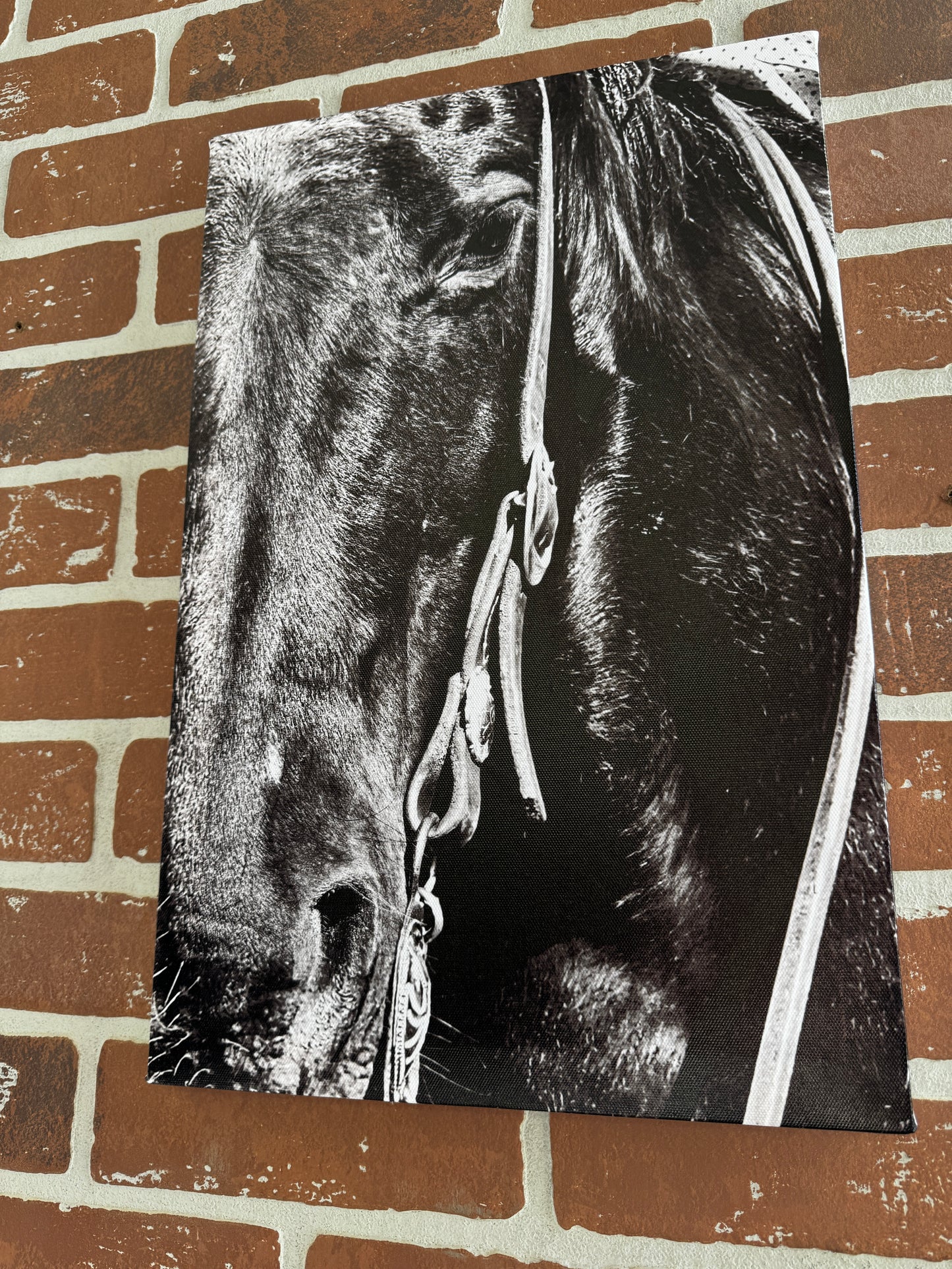 Horse Canvas Photo