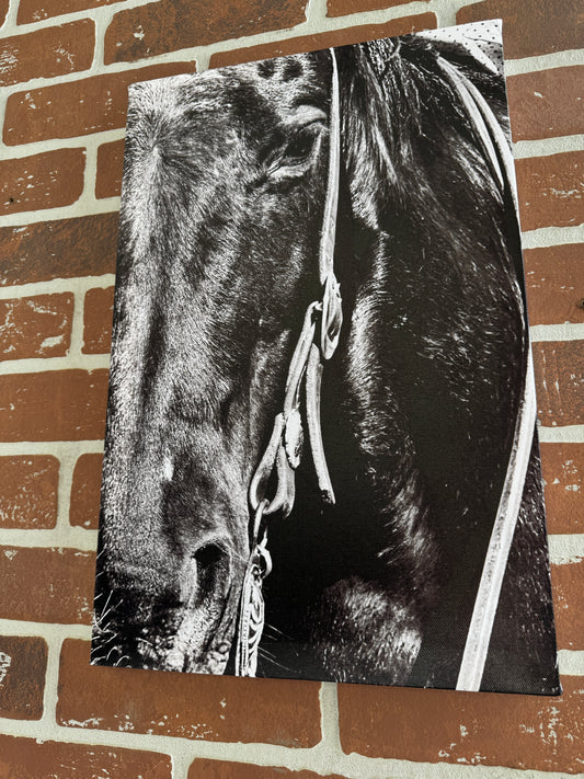 Horse Canvas Photo